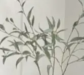 Nexosolu